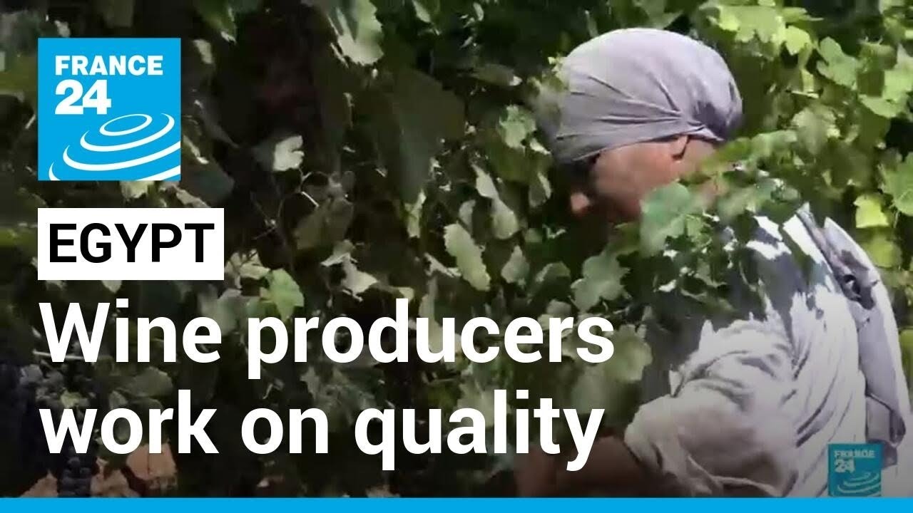 Egypt wine producers work on quality of own grapes • FRANCE 24 English
