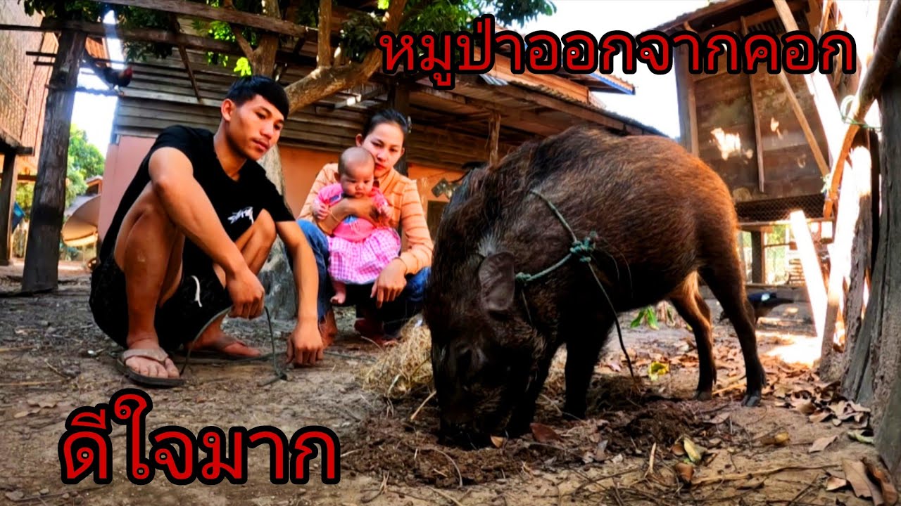 ชาวบ้านตกใจหมูป่าออกจากคอกขอกินข้าวด้วย😂