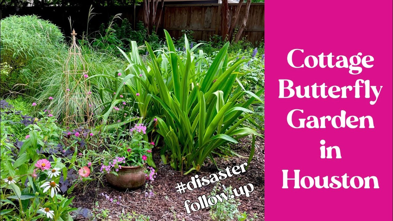 August 31, 2022 Cottage Butterfly Garden in Houston, Texas, Zone 9a tour @JosTXGarden
