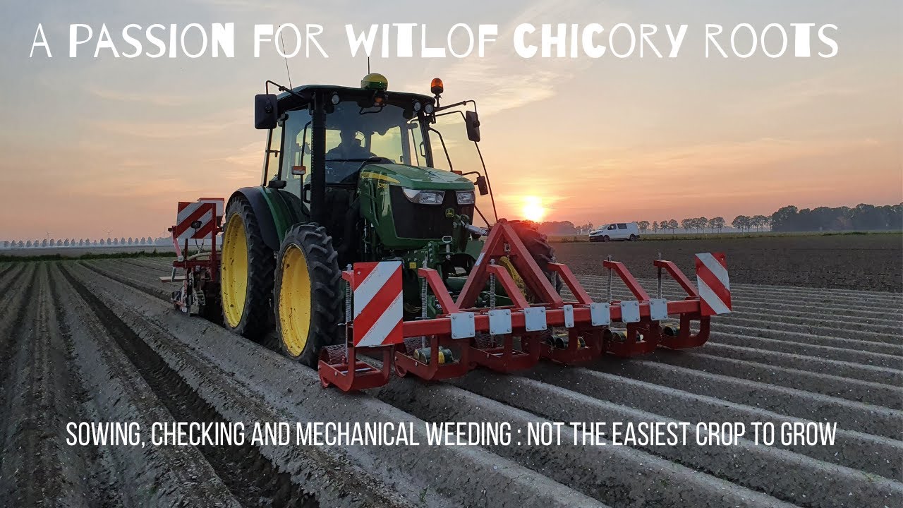 Sowing or seeding witloof chicory ( Belgian endive) 2021