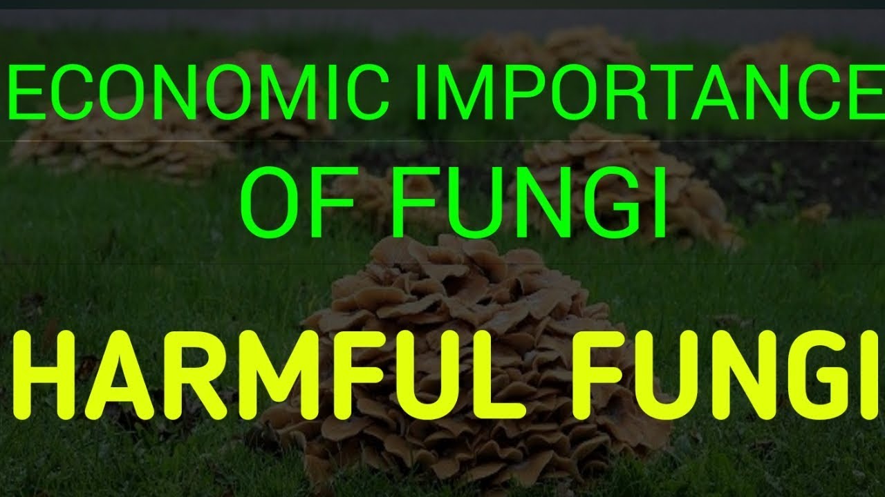 Harmful fungi - Plant Disease, Animal Disease, Human Disease, Toxic Fungi, LSD |