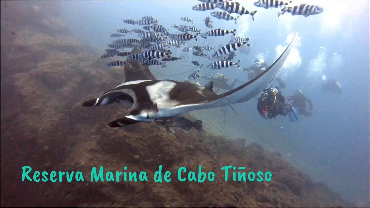 Mantarraya en la Reserva Marina de Cabo Tiñoso (Mobula sp.)