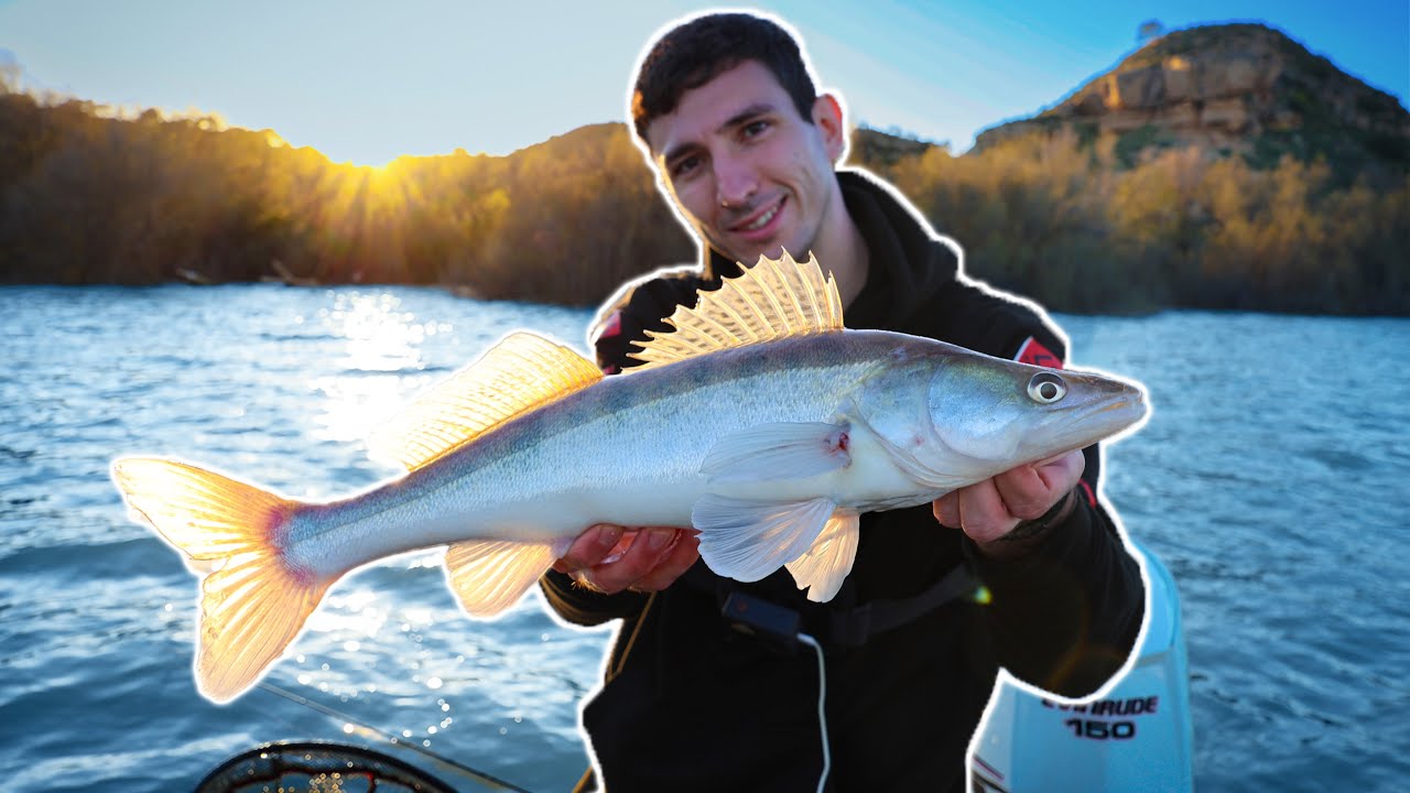 Spinnfischen auf Zander am Ebro in Spanien🤯So fangt ihr Zander am Ebro mit Gummifisch🎣