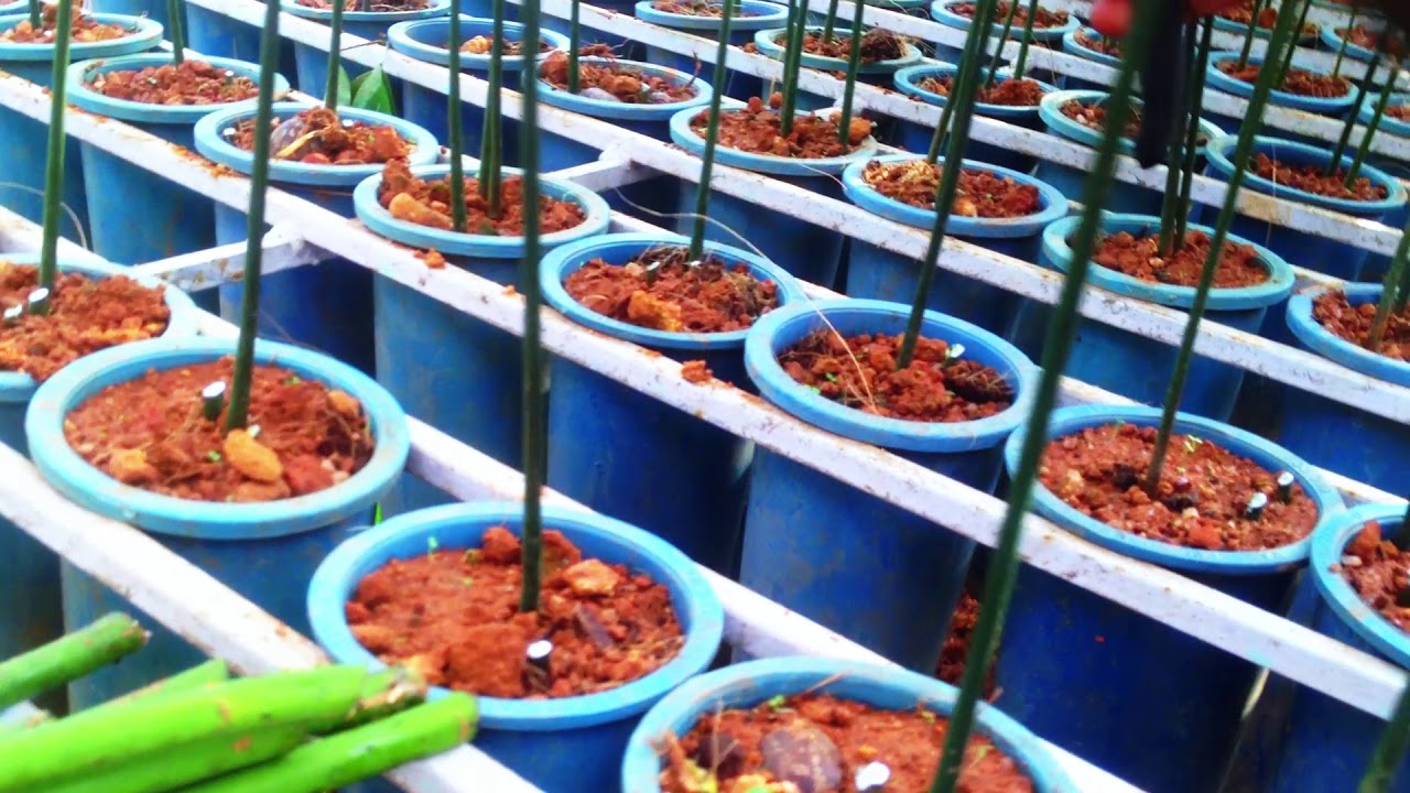 Vadakkel Rubber Nursery Root Trainer Processing