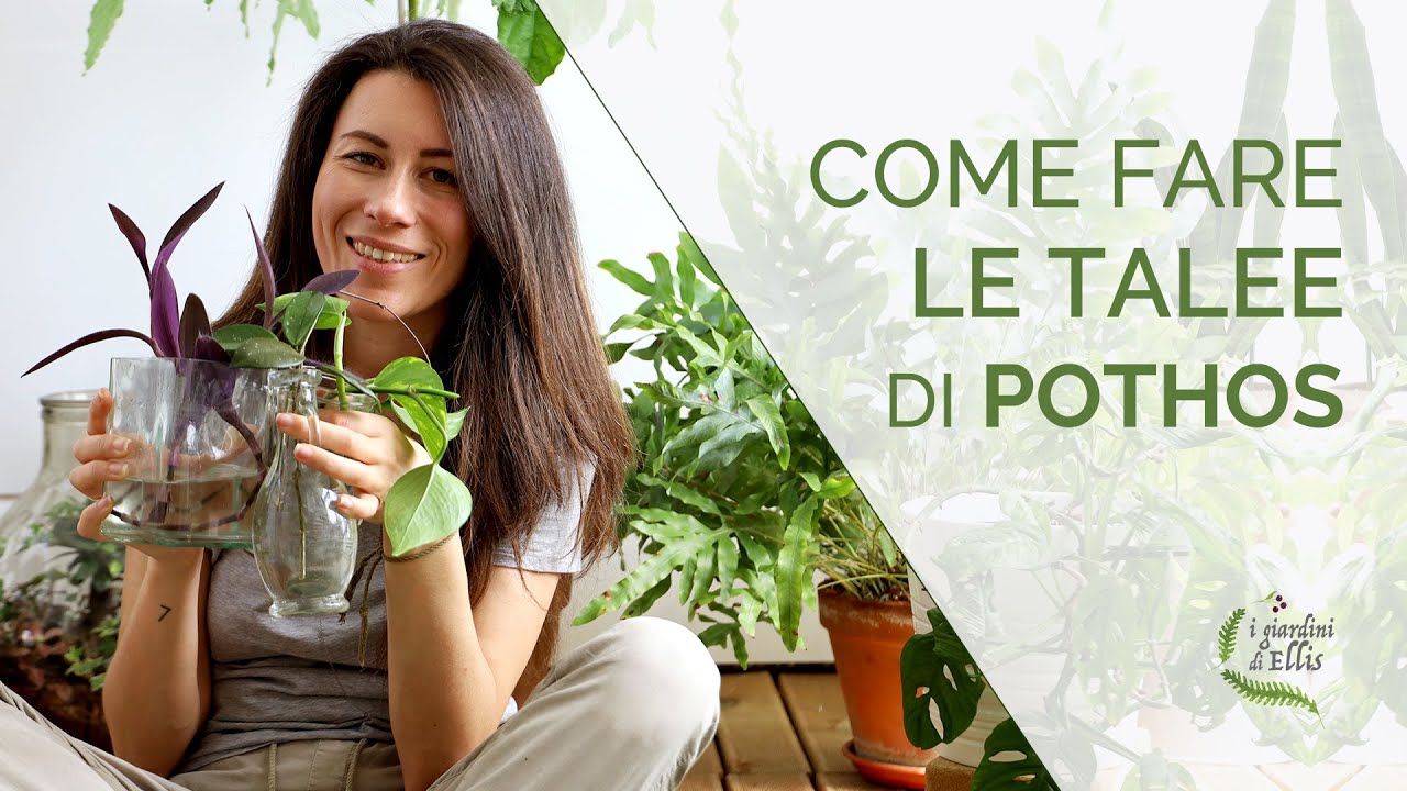 Riprodurre le piante per talea - POTHOS