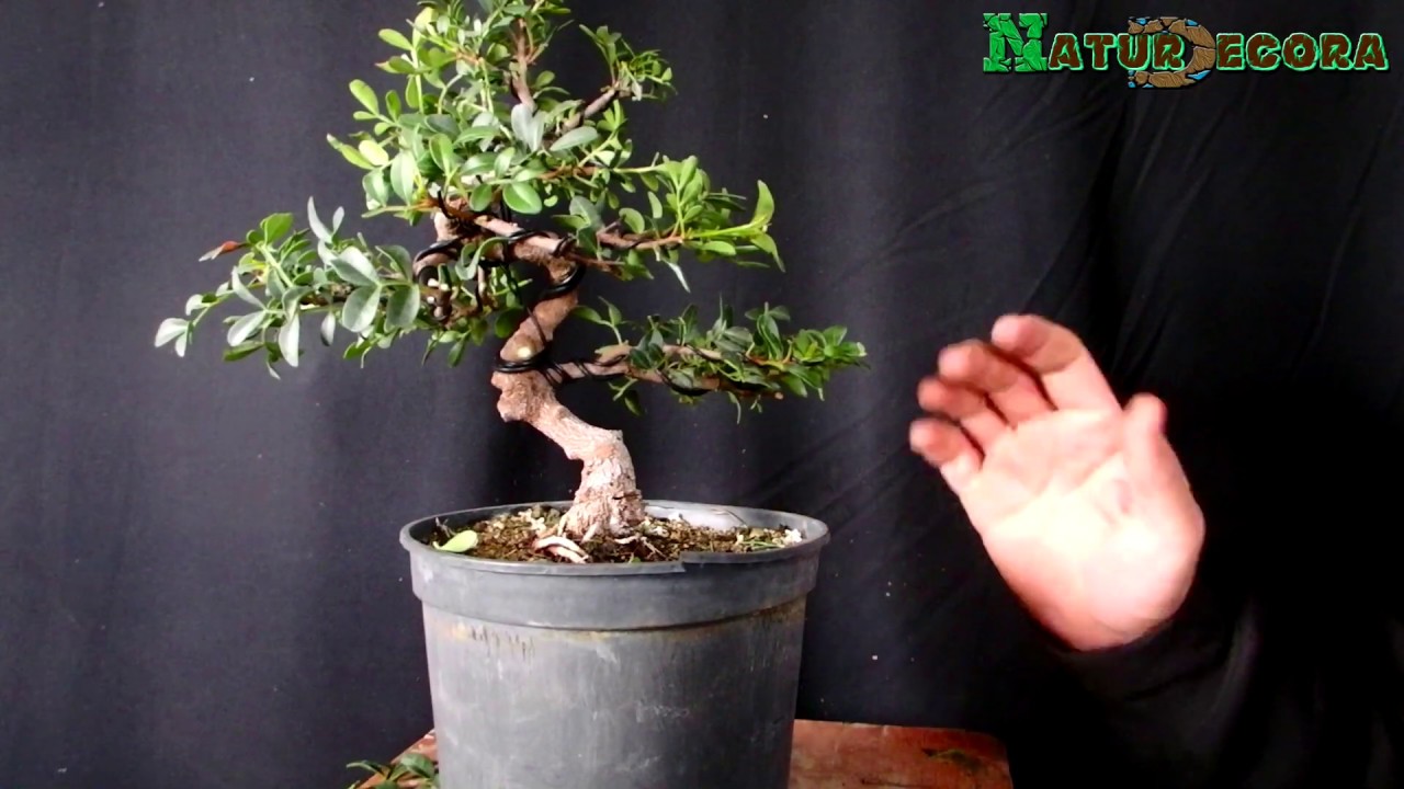 Primer diseño para un BONSAI Lentisco y TIPS para hacerlo