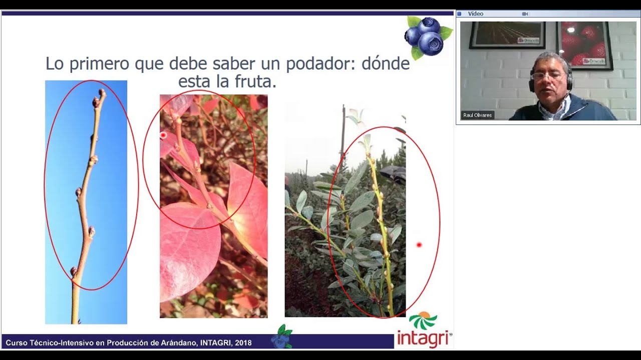 Poda en el Cultivo de Arándano