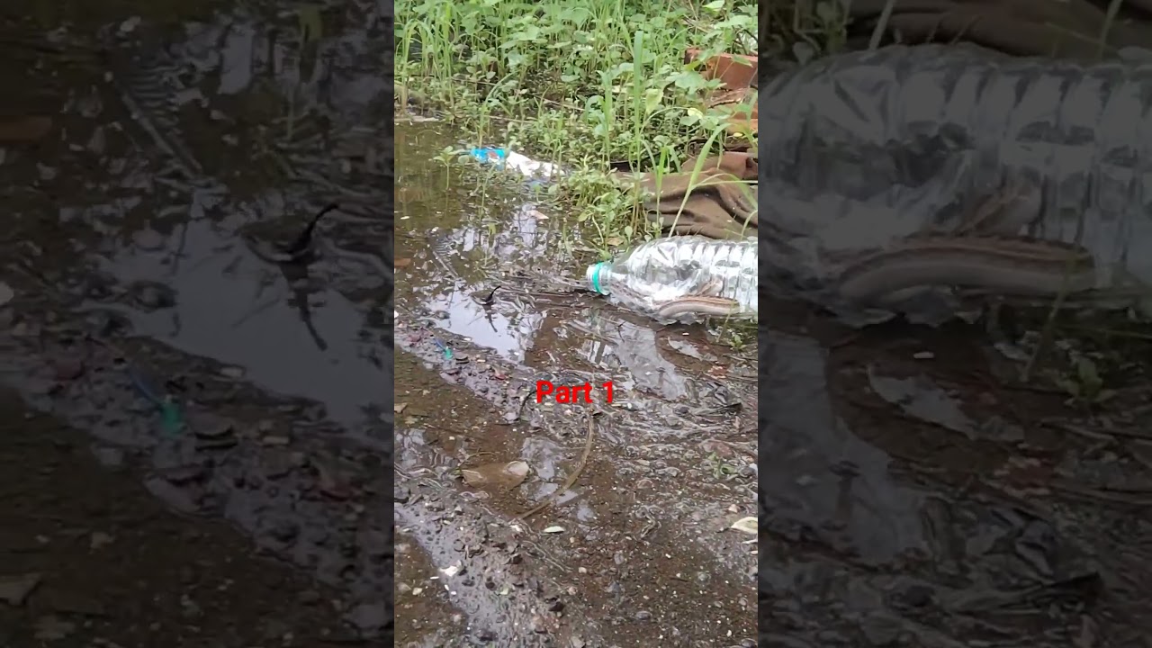 buff striped keel back(naneti)non venomous snake⚠️warning don't try to do it at own⚠️part 1 