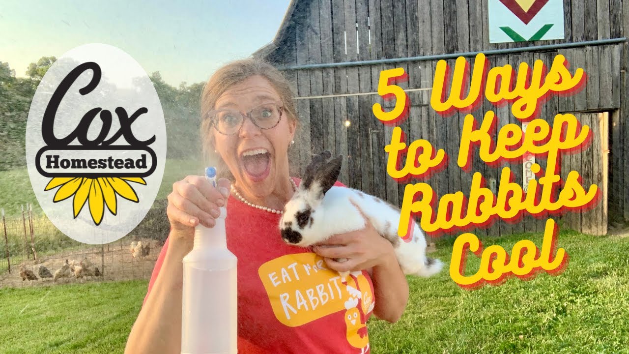 5 Ways to Keep Rabbits Cool: Rabbits in Summer: Cox Homestead