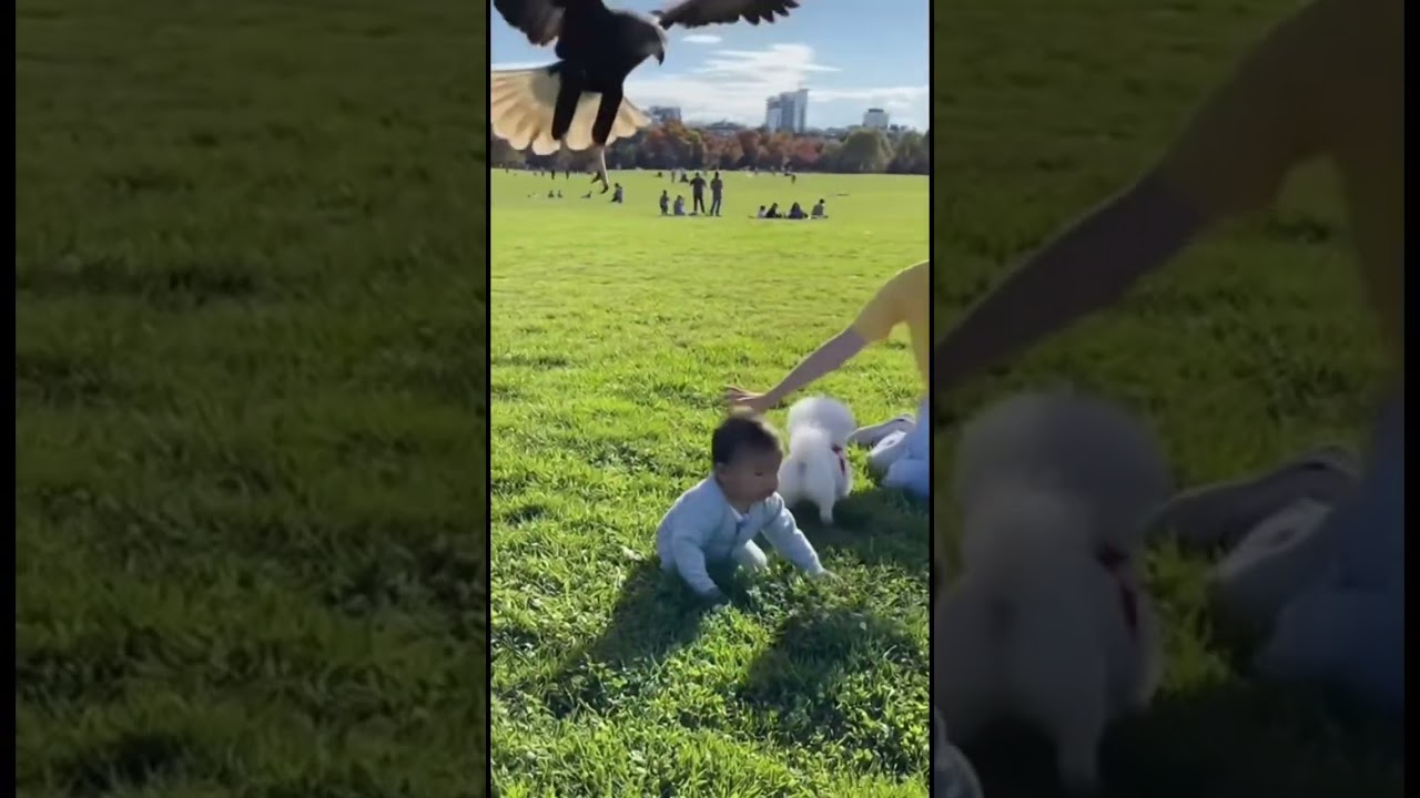 Eagle Tries to Snatch Baby in Park?! 😱 Real Life Caught on Camera #shorts #sad
