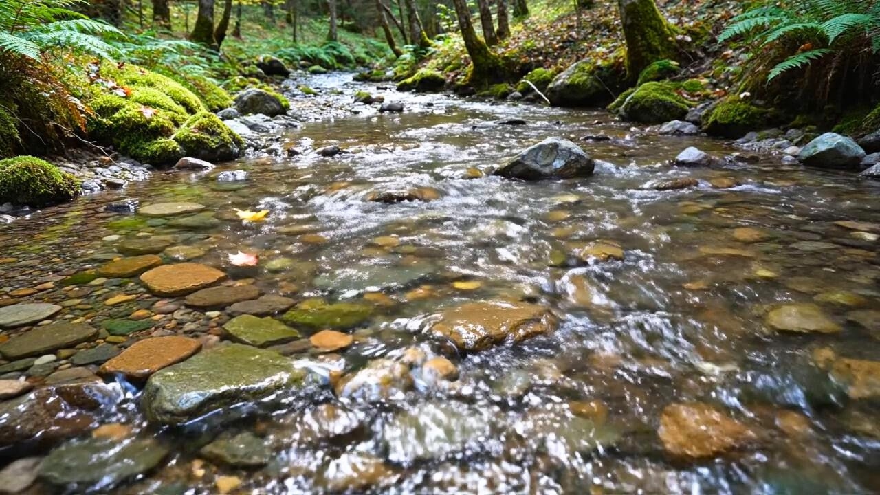 Peaceful Renewal – Forest River Sounds in Verdant River Path for Anxiety Relief 🌱💚