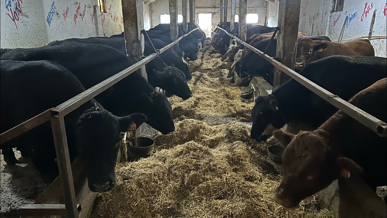 20 ADET ANGUS ALDIM.. 