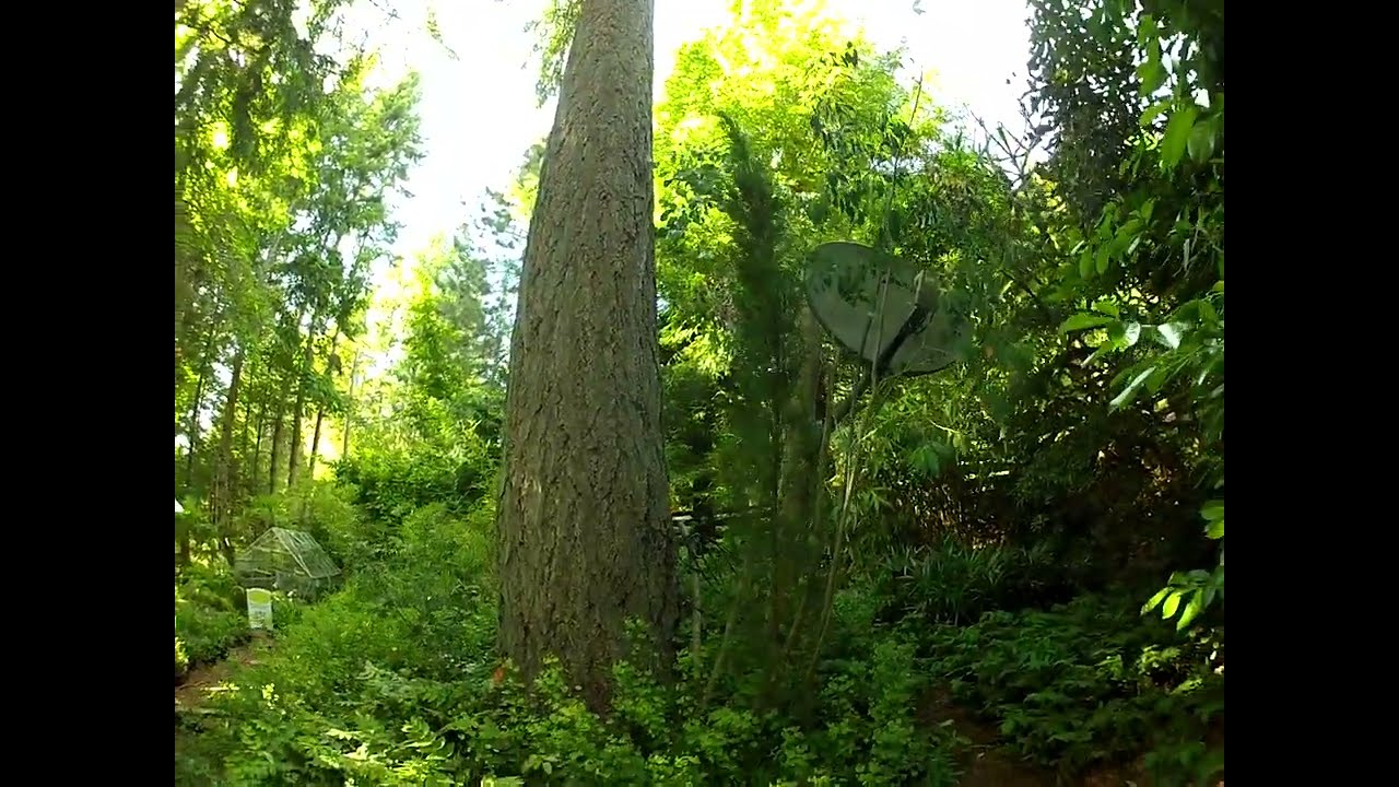 Italian Cypress trees are very cold tolerant