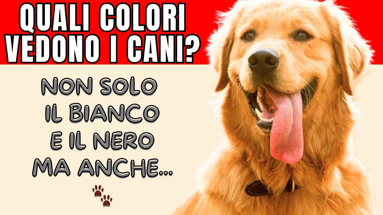 Quali colori vedono realmente i cani?
