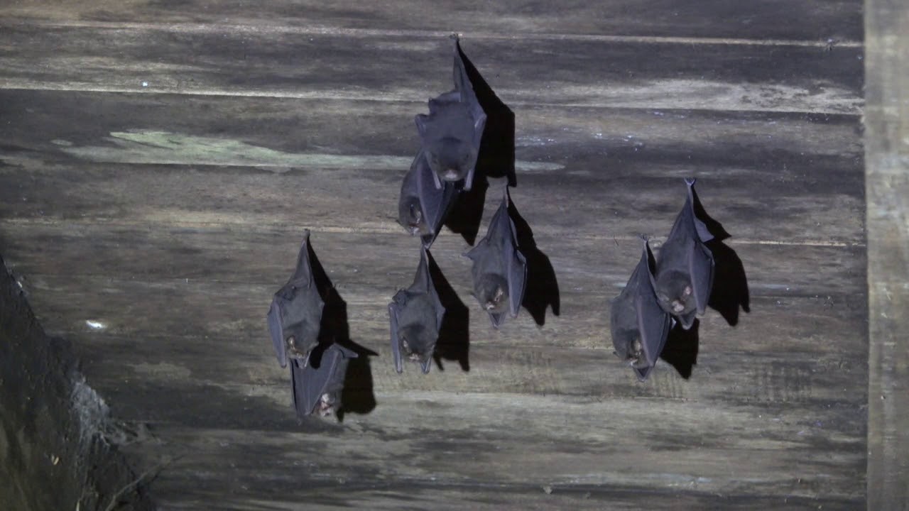 The Thumbless Bat--What?
