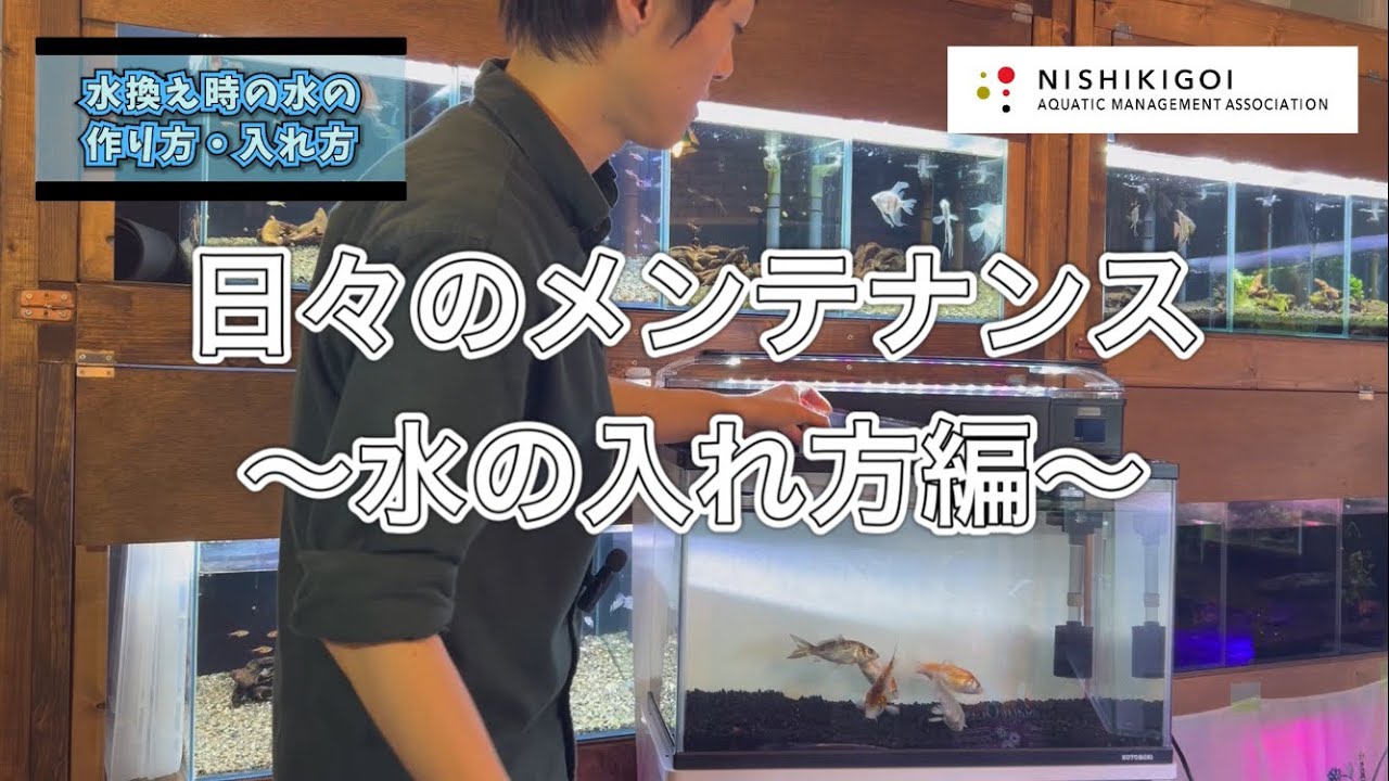 ＜KOI＞錦鯉水槽飼育普及協会#011【水槽のメンテナンス方法その③〜水の入れ方編〜】