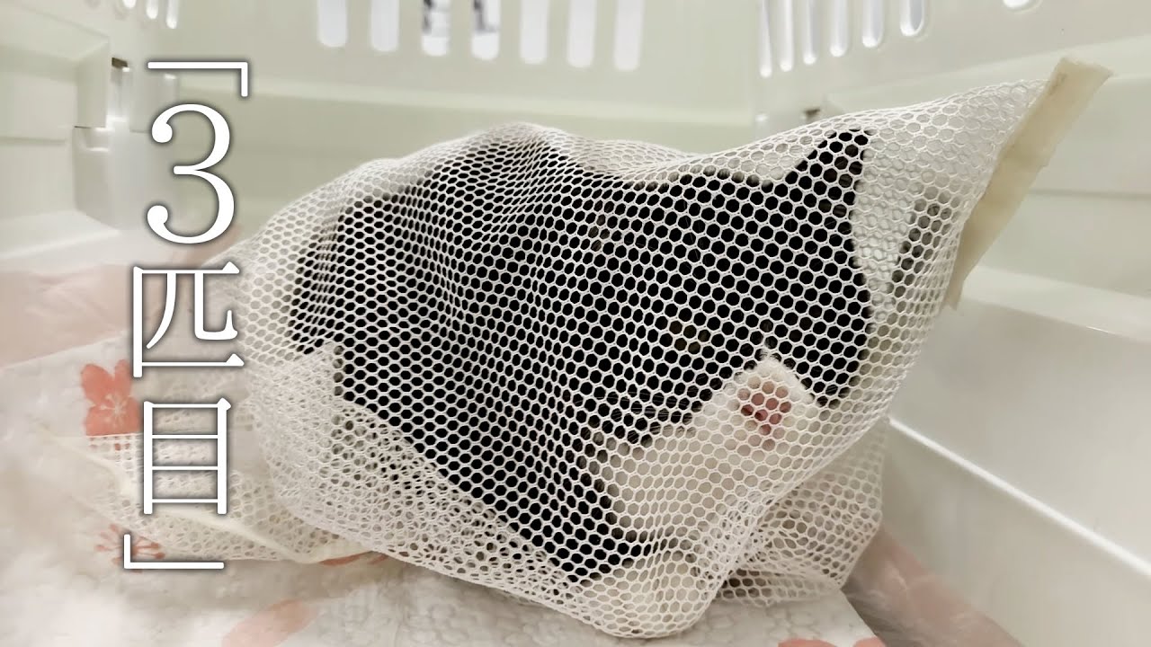 3匹目を保護。可愛いハチワレちゃんでした。【保護猫　子猫】