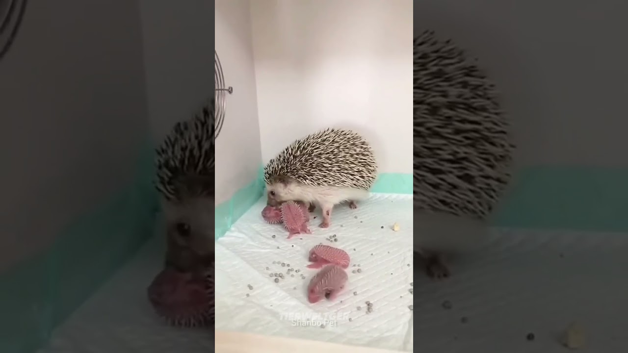 Diese Frau rettet einen Igel, dann passiert etwas UNGLAUBLICHES #igel #tiere #tierrettung #story