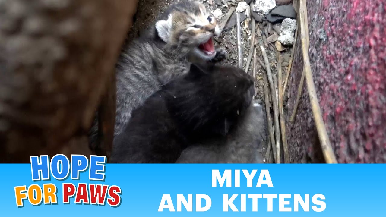 A very young cat gives birth and needs help from humans. 😺🐈🐈🐈 