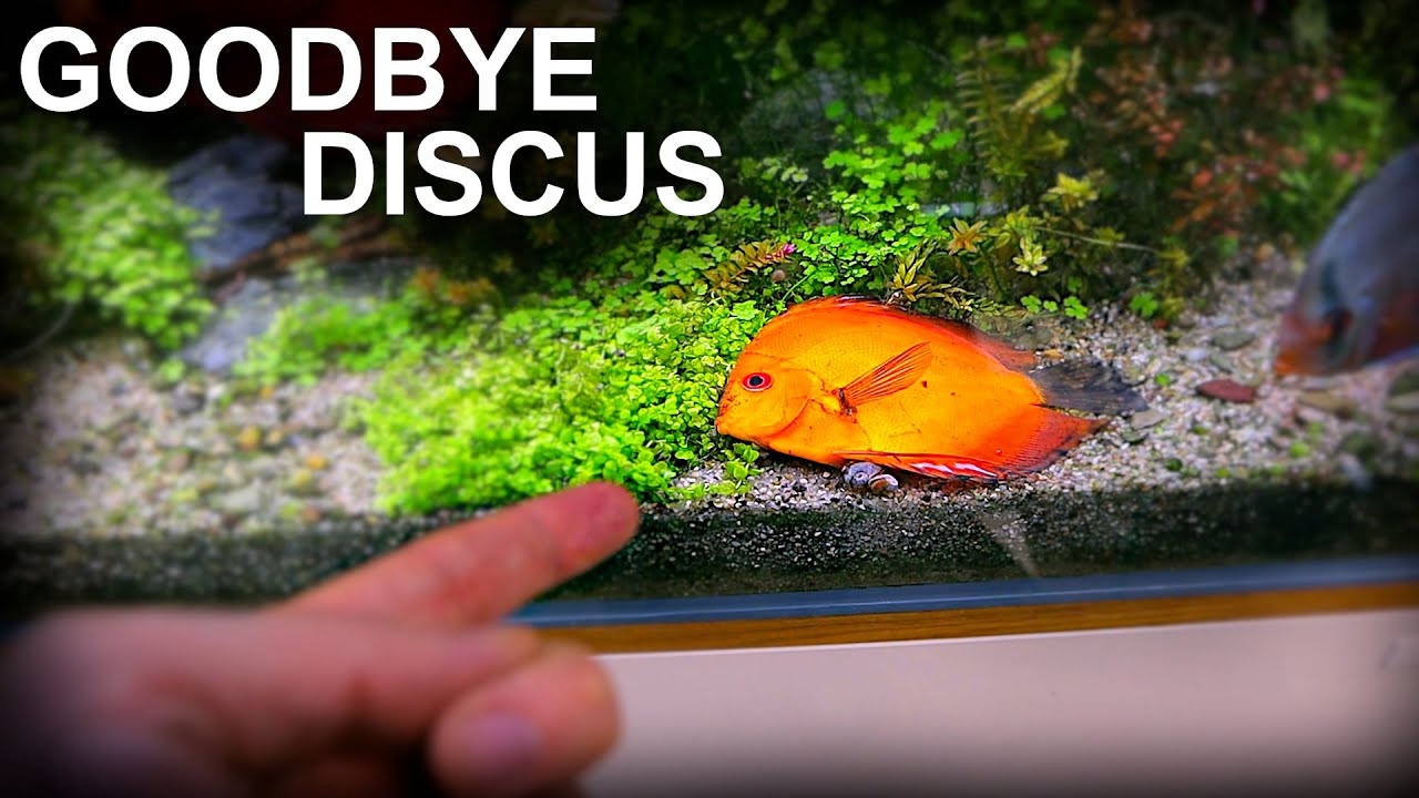 My Discus Died... Aquarium Rebuild Required