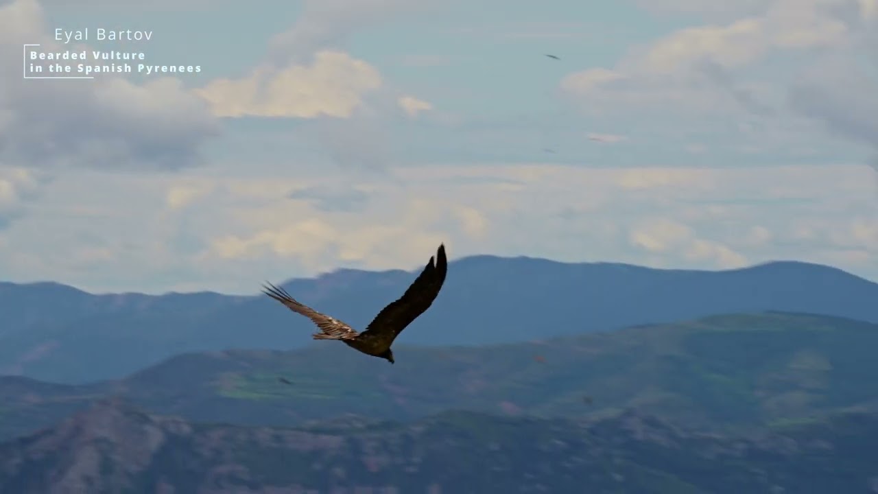 Bearded Vulture (Gypaetus_barbatus) in the Spanish Pyrenees