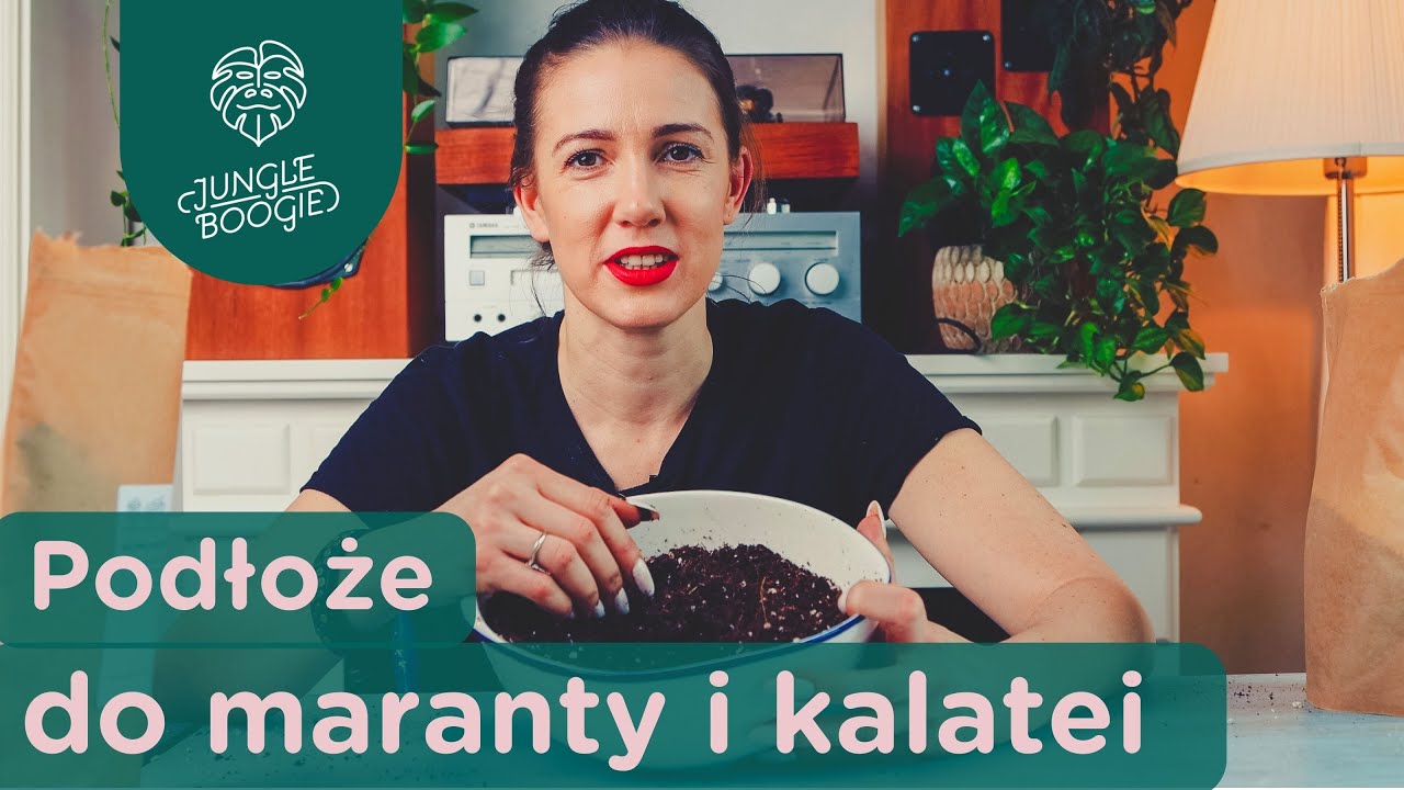 Podłoże dla maranty // Jak przygotować ziemię dla kalatei, maranty i innych wilgociolubów