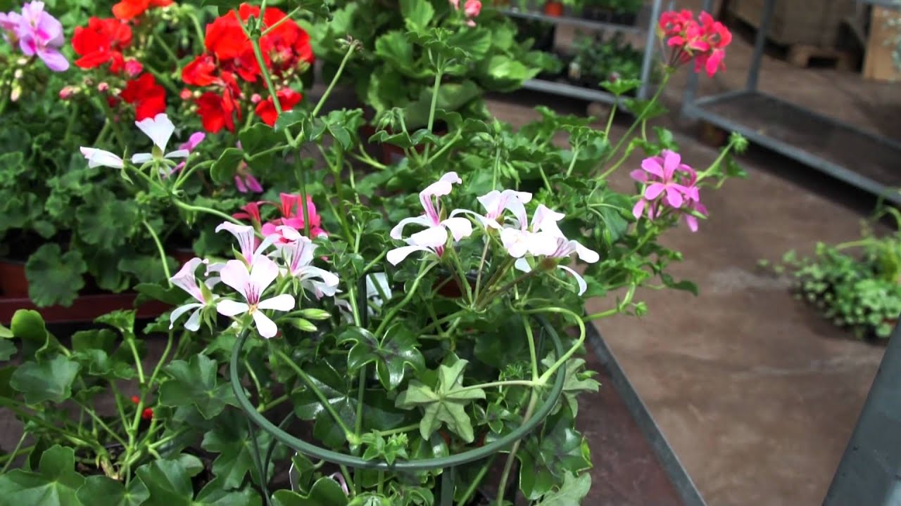 Über Geranium und Pelargonium