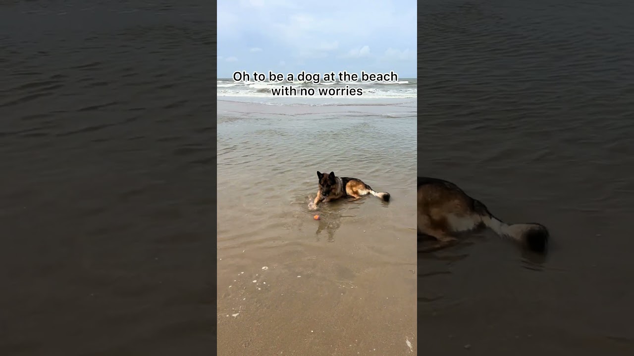 Dog enjoys a beach day