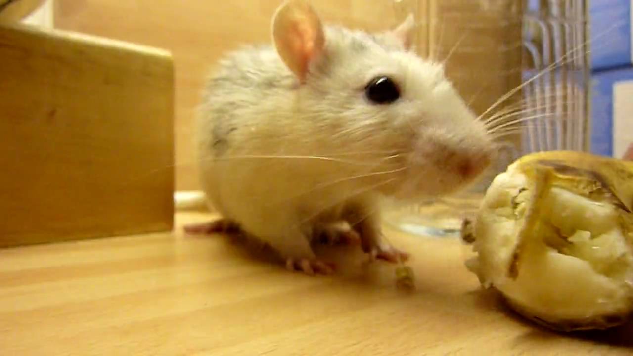 Jerry aan de bananenbar - maaltijd in close-up.MOV