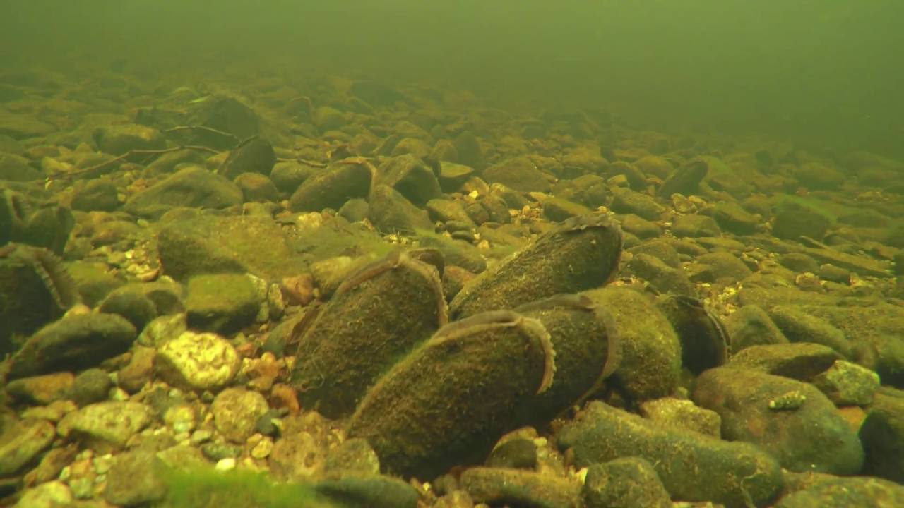 Freshwater Pearl Mussels, Dawros River, Co Galway