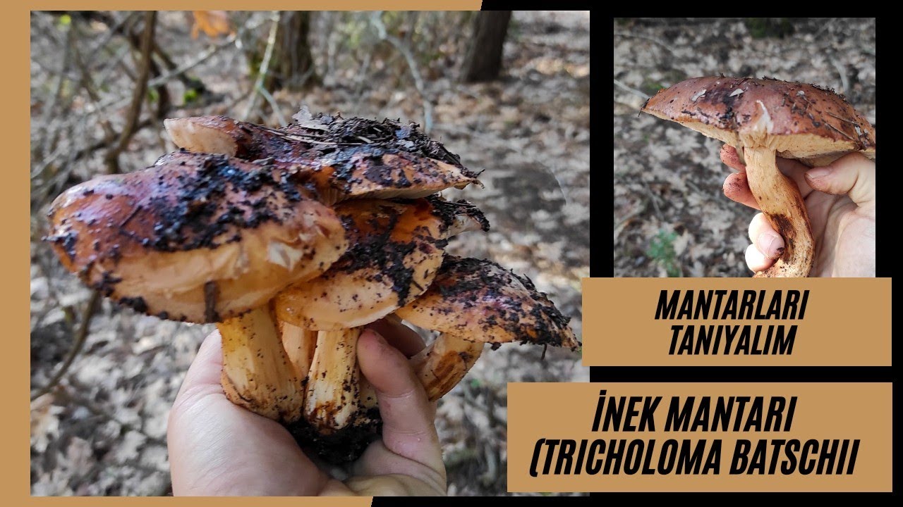 İnek Mantarı | Mantarları Tanıyalım | Tricholoma Fracticum | Tricholoma Batschii