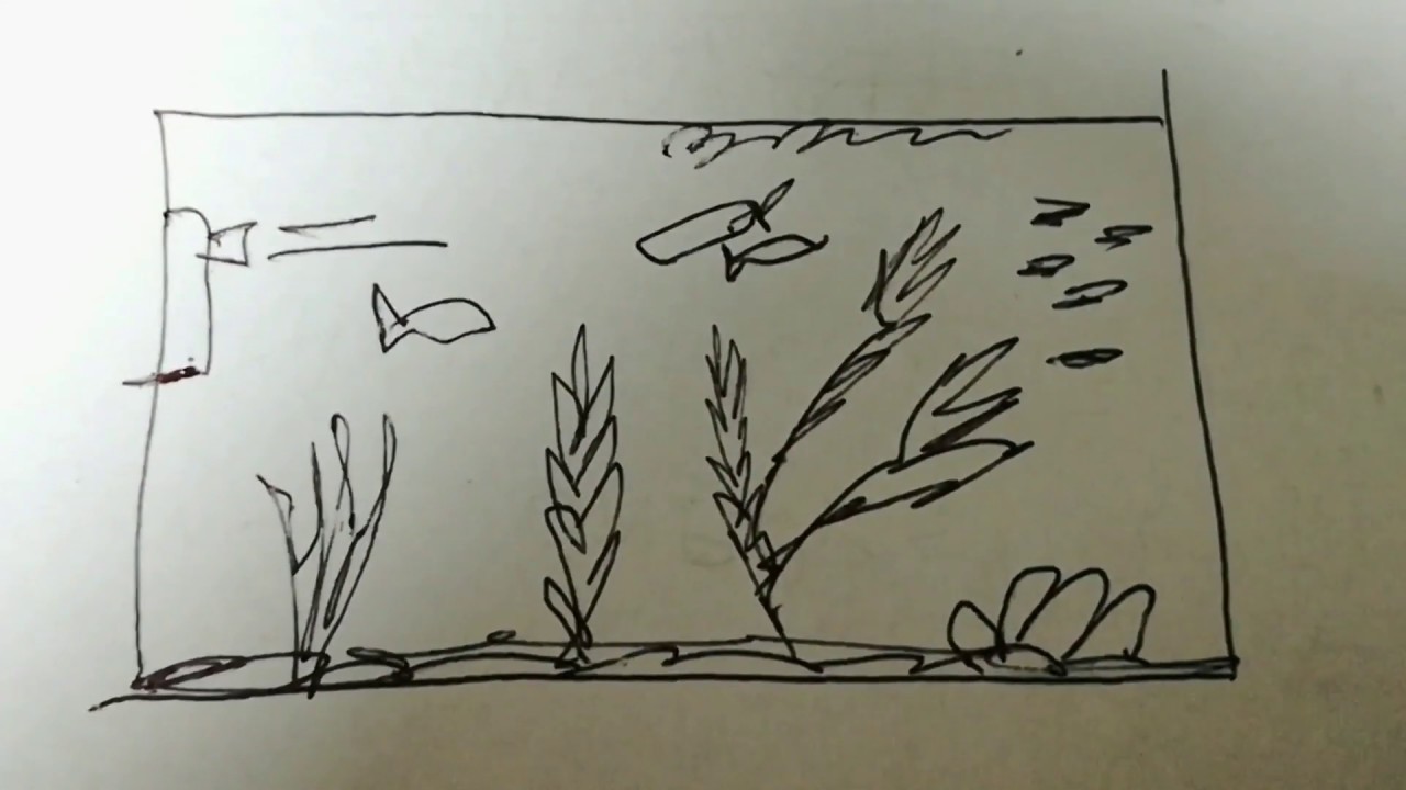 Come Fare Un Acquario Senza Filtro