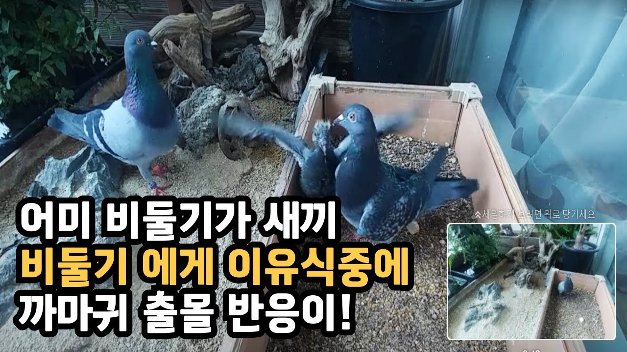 어미가 새끼 비둘기에게 이유 식 중에 까마귀 출몰 반응!