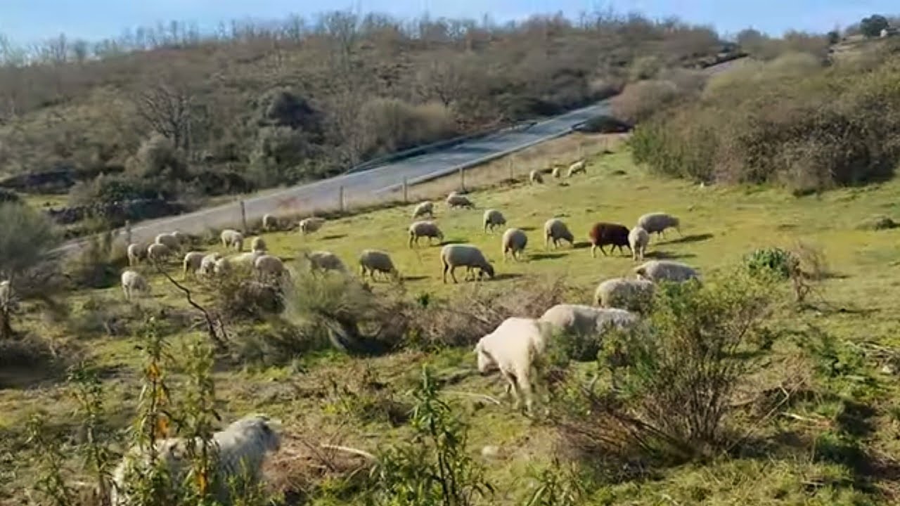 El monte viejo deja paso al ganao, a ver si llueve porque escasea la comida