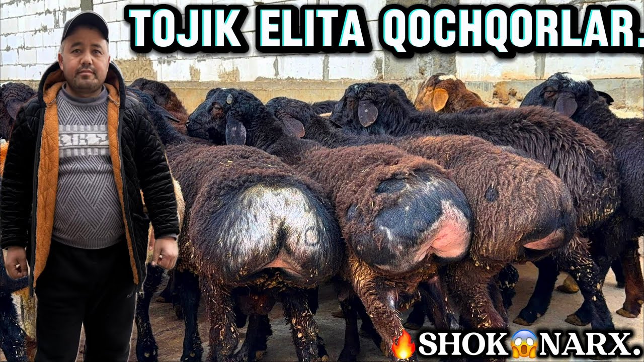 😱 TOZA ELITA TOJIK PARODA QOCHQORLAR 100 BOSH KELDI 🔥SHOK 😱NARX.