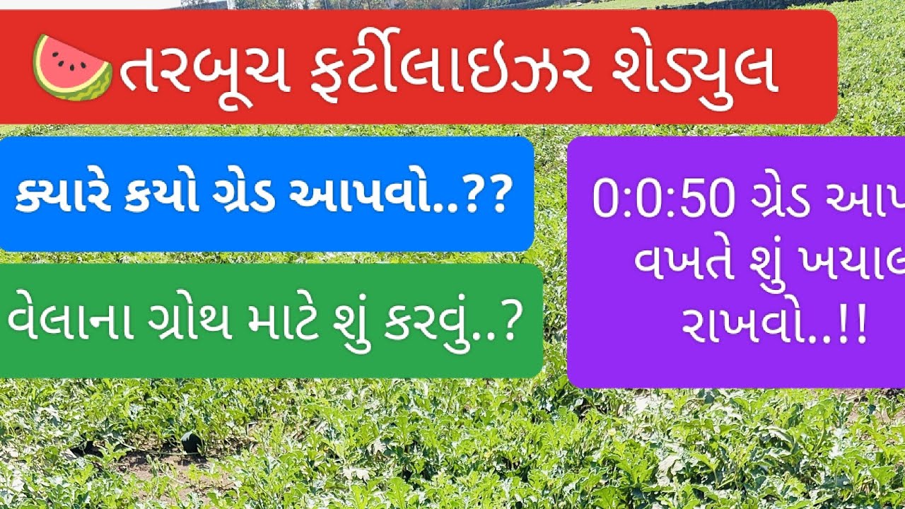 🍉🍉તરબૂચની વૈજ્ઞાનિક ખેતી ભાગ -2🍉🍉(ફર્ટિલાઇઝર શેડ્યુલ)