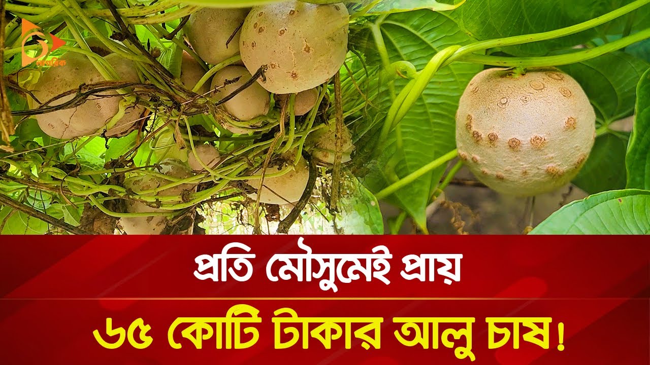 এক সময়ের বন্য ফসল এখন কিশোরগঞ্জের জাতীয় ফসল! | Nagorik TV Special