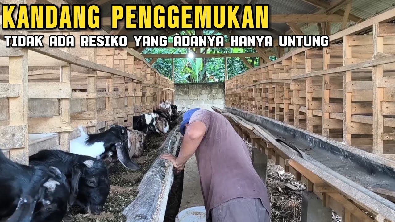 Penggemukan kambing jantan Jawa randu 40 ekor,  harga Bibitan, biaya pakan, ukuran kandang