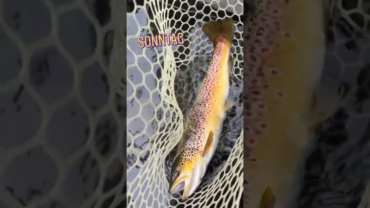 Bald ist Saisonstart #fliegenfischen #flyfishing #pechemouche #vliegvissen