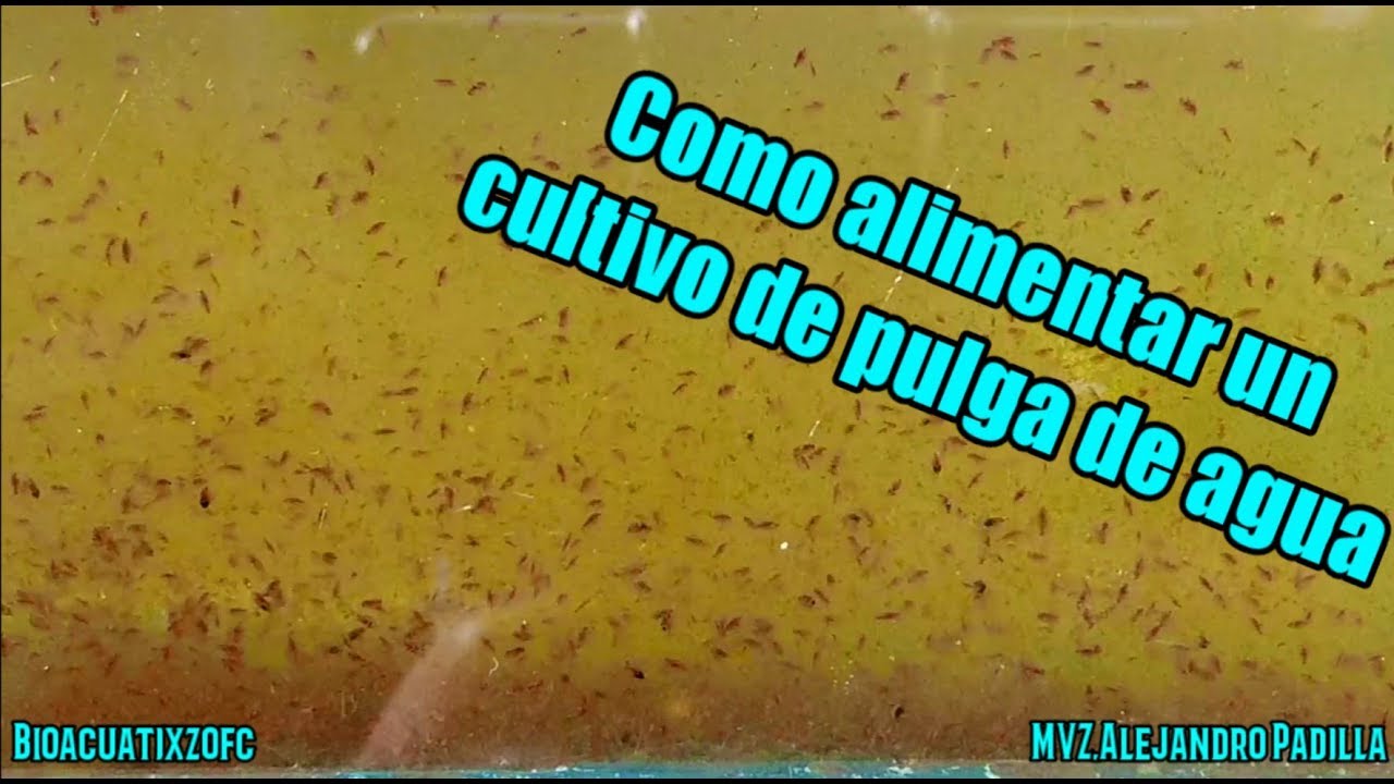 Cómo alimentar un cultivo de pulga de agua
