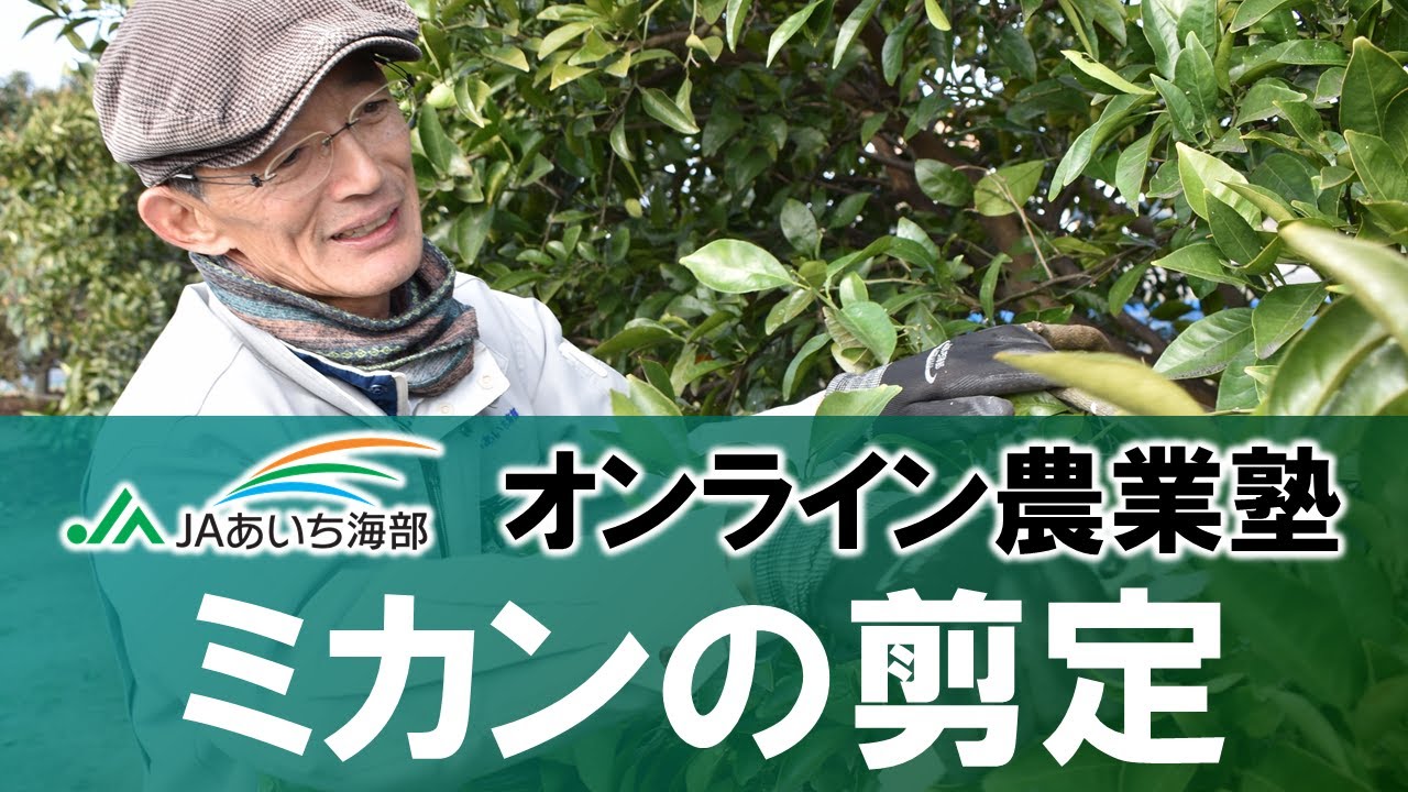 ミカン（柑橘類）の剪定方法についてご紹介します！【作業の適期：３月～４月頃】