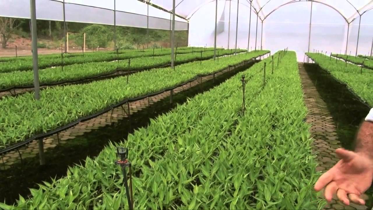 CLONES PARA EL BANANO (Meristemos)
