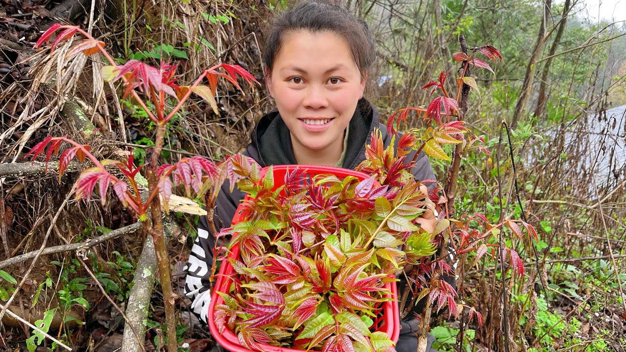 今天摘了很多春芽，回家拿8個雞蛋一起炒，配上酸辣土豆太好吃了Eat delicious spring buds today