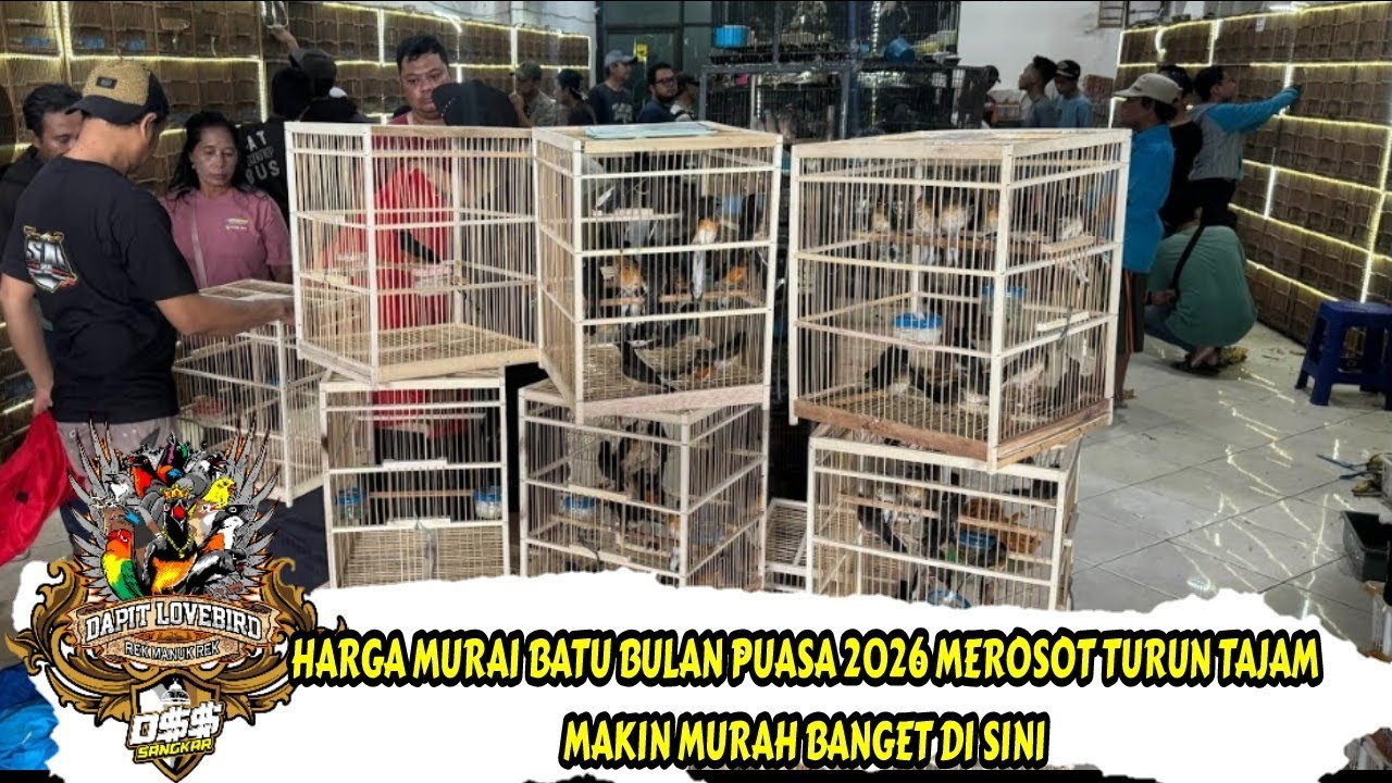 HARGA MURAI BATU BULAN PUASA 2026 MEROSOT TURUN TAJAM - MAKIN MURAH BANGET DI SINI