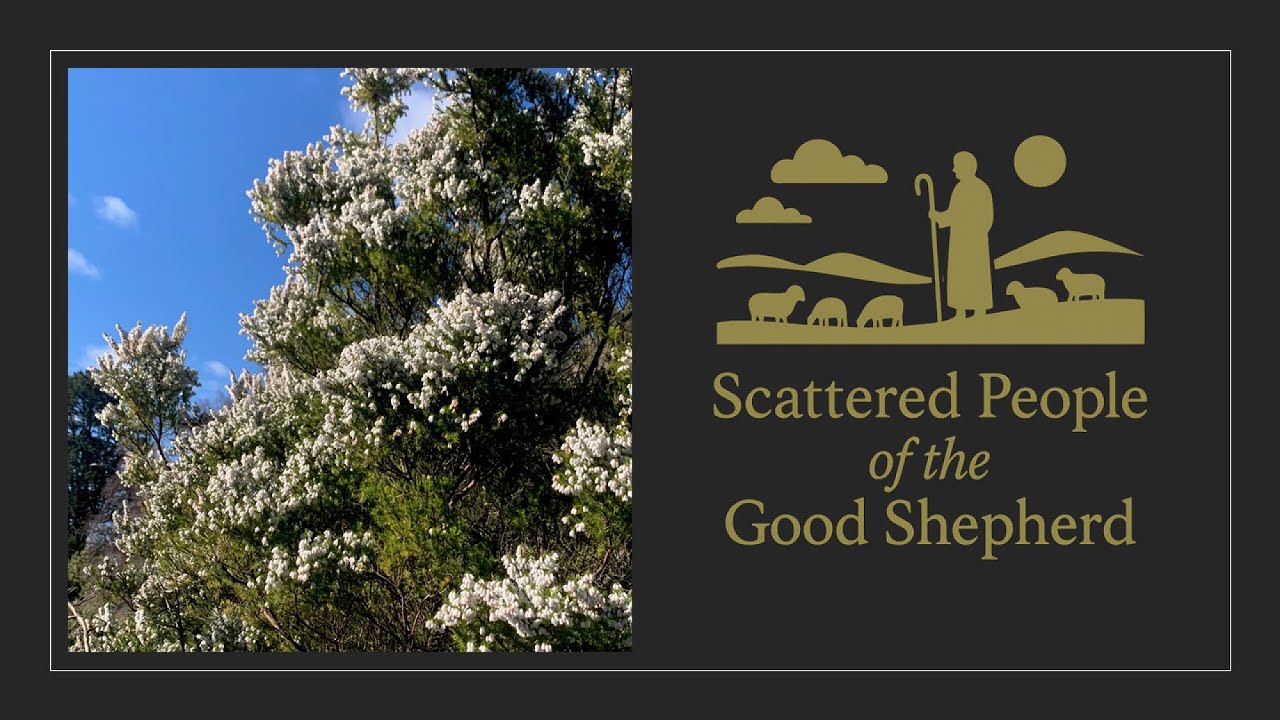 Scattered People of the Good Shepherd 28 September 2025