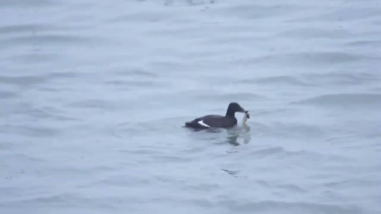 White-winged scoter are still seen in Toronto @ Humber Bay Arch Bridge