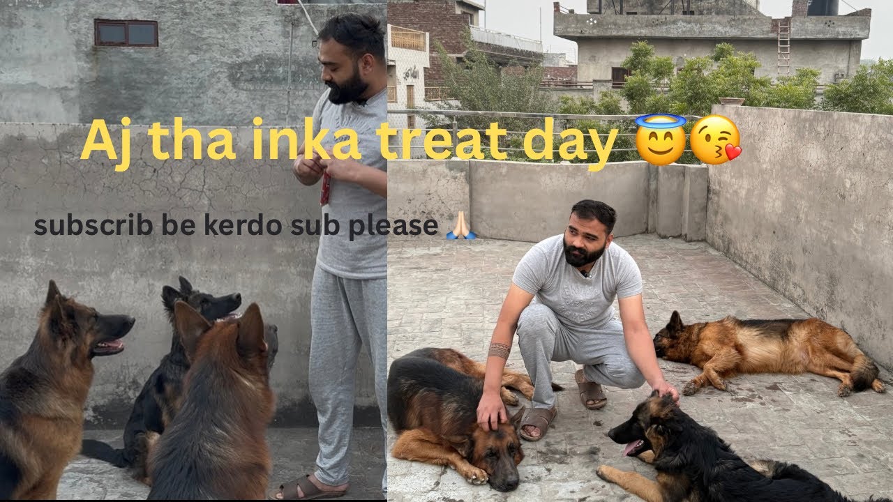 Aj inko treat main inke favorite biscuit mily/ dog favorite biscuit 