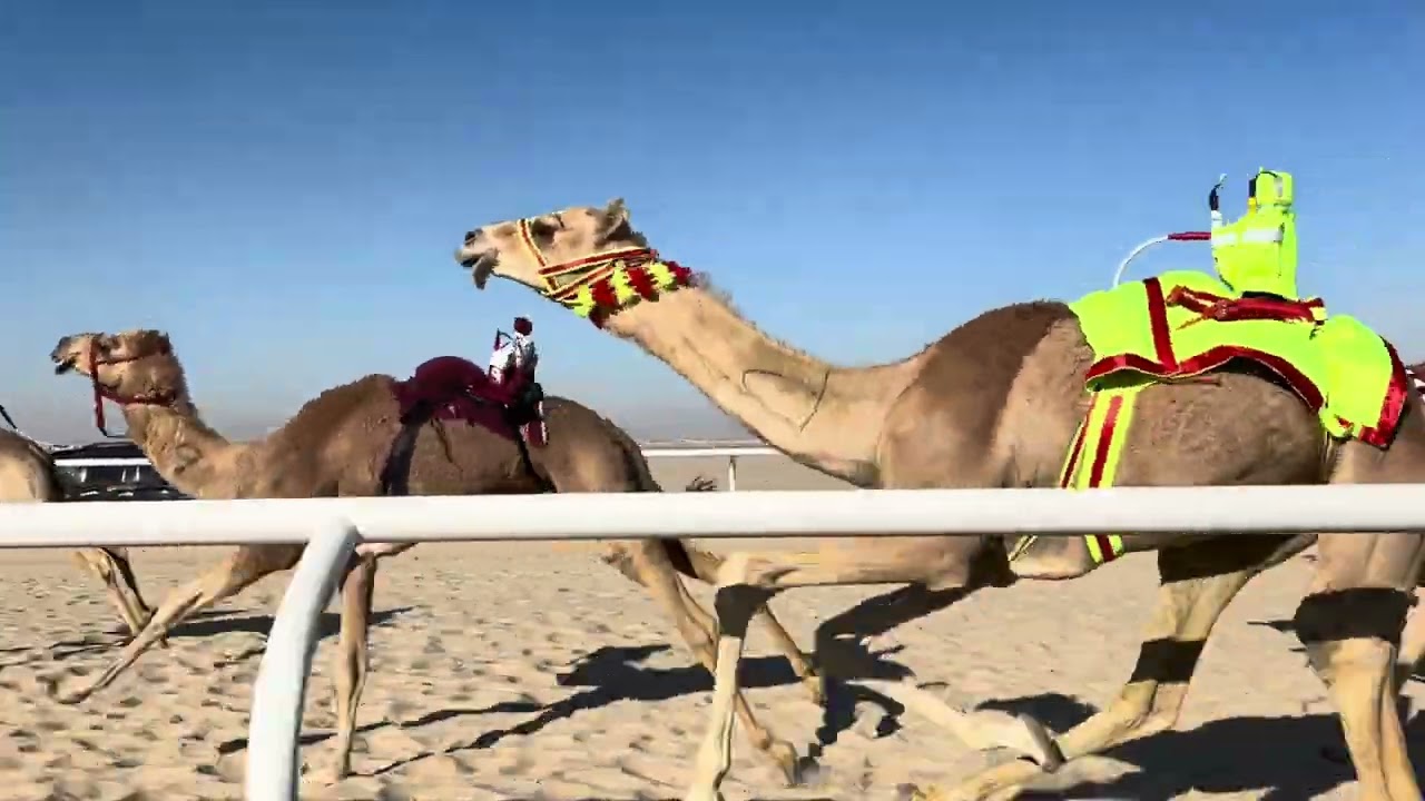 ١٢ الادلم ملك مقبل بن راشد العرجاني