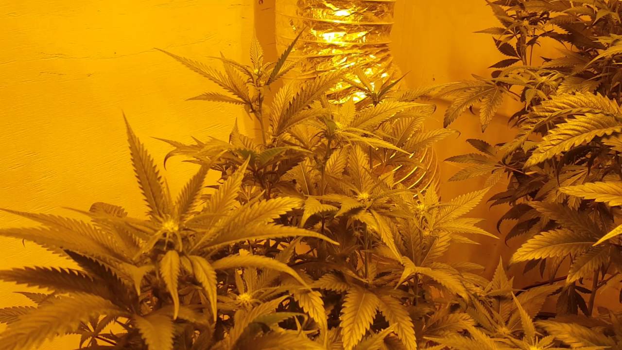 Cannabis grow room week 2 blowing up/Key to Life nutrients