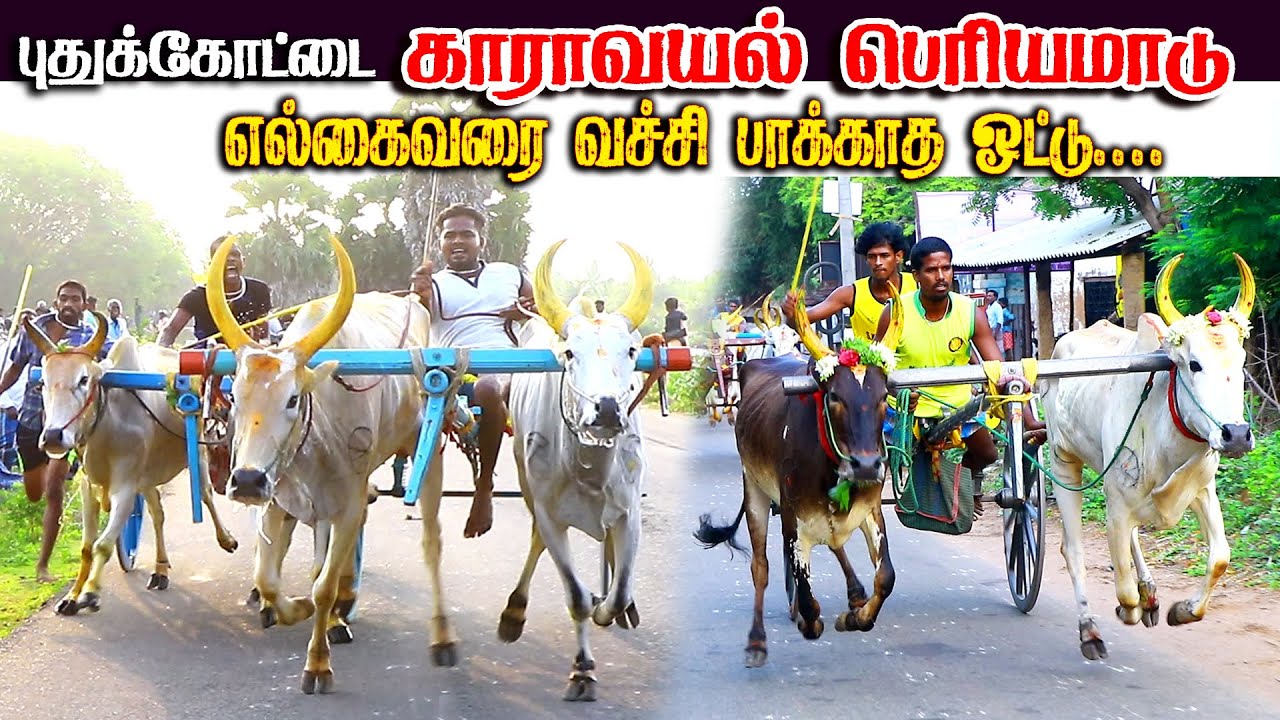 2காராவயல் பெரியமாடு பந்தயம் 13.04.2025